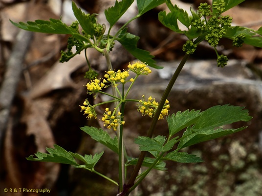 {Thaspium barbinode}